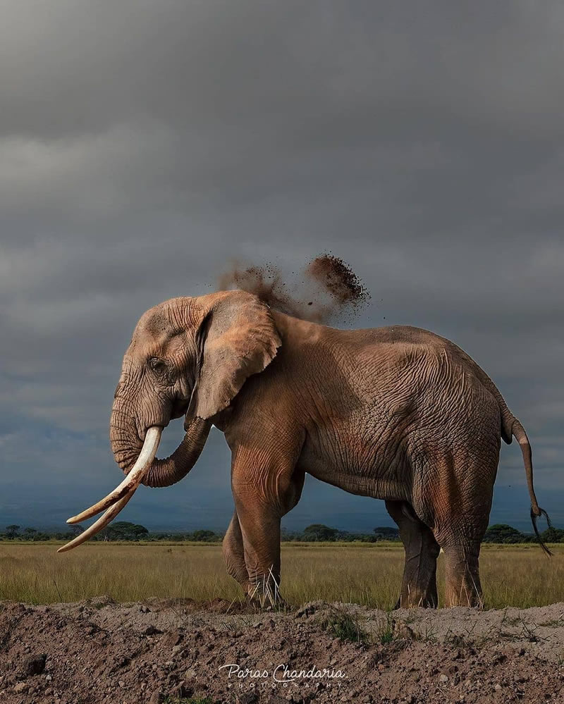 Wildlife Photographs For The Adventurous Soul