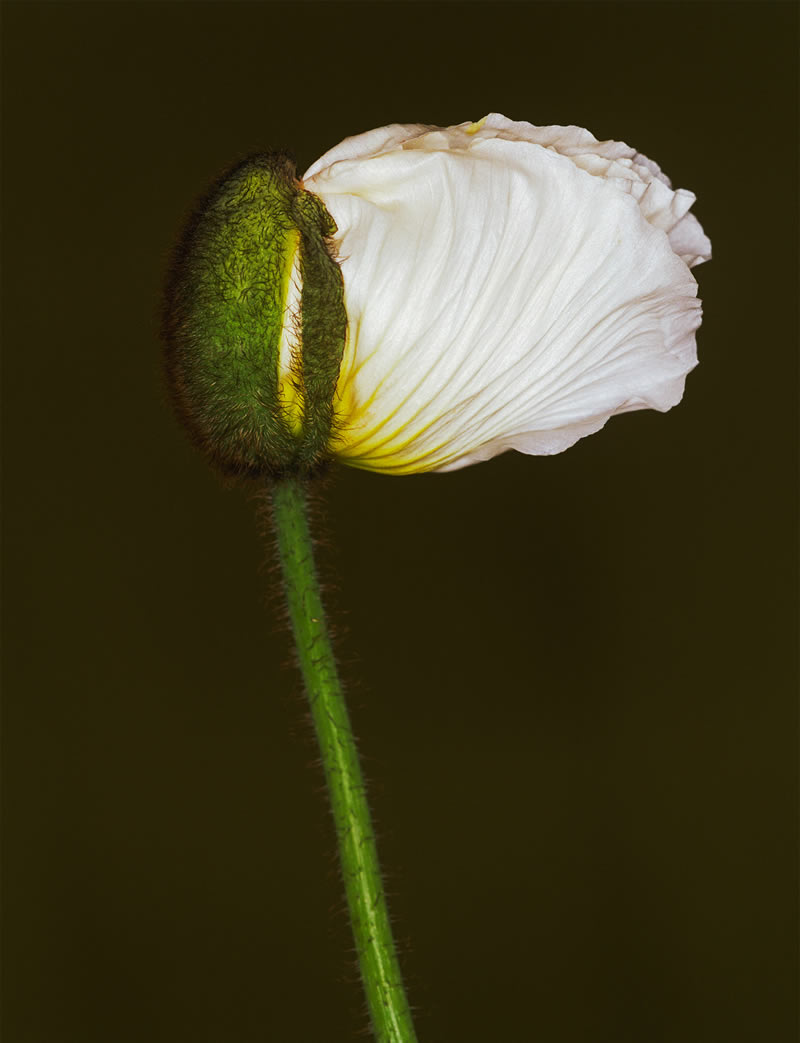 The Beauty Of Unique Plants And Flowers By Helene Schmitz