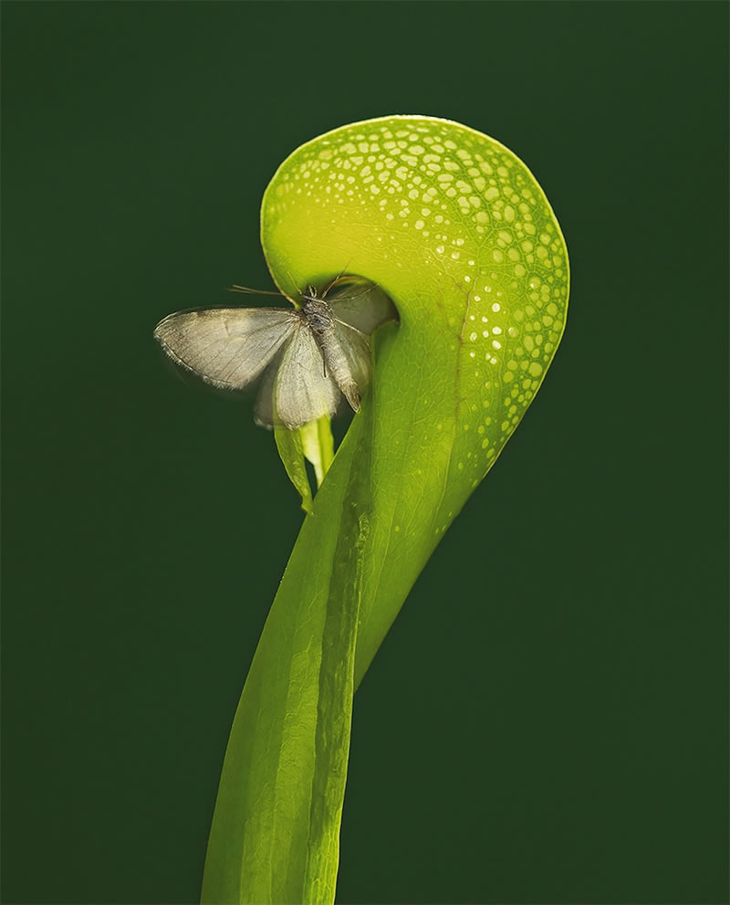 The Beauty Of Unique Plants And Flowers By Helene Schmitz