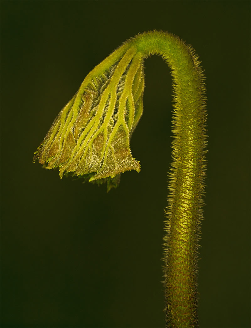 The Beauty Of Unique Plants And Flowers By Helene Schmitz