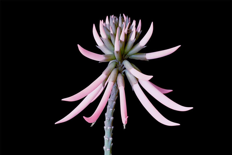 The Beauty Of Unique Plants And Flowers By Helene Schmitz