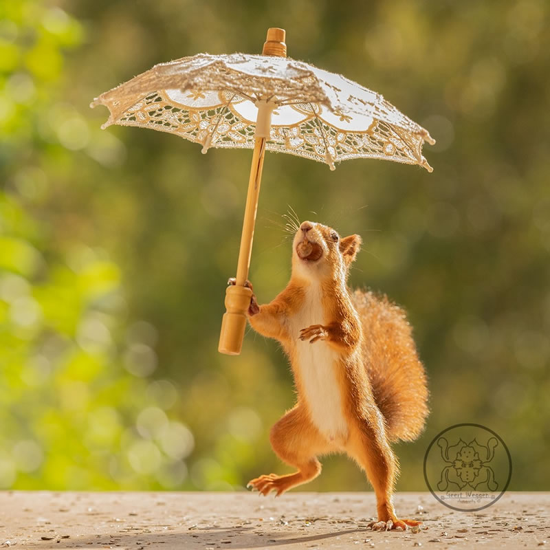 Adorable And Playful Squirrels In Action Captured By Geert Weggen