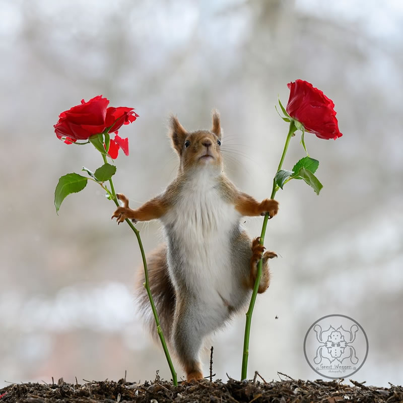 Adorable And Playful Squirrels In Action Captured By Geert Weggen