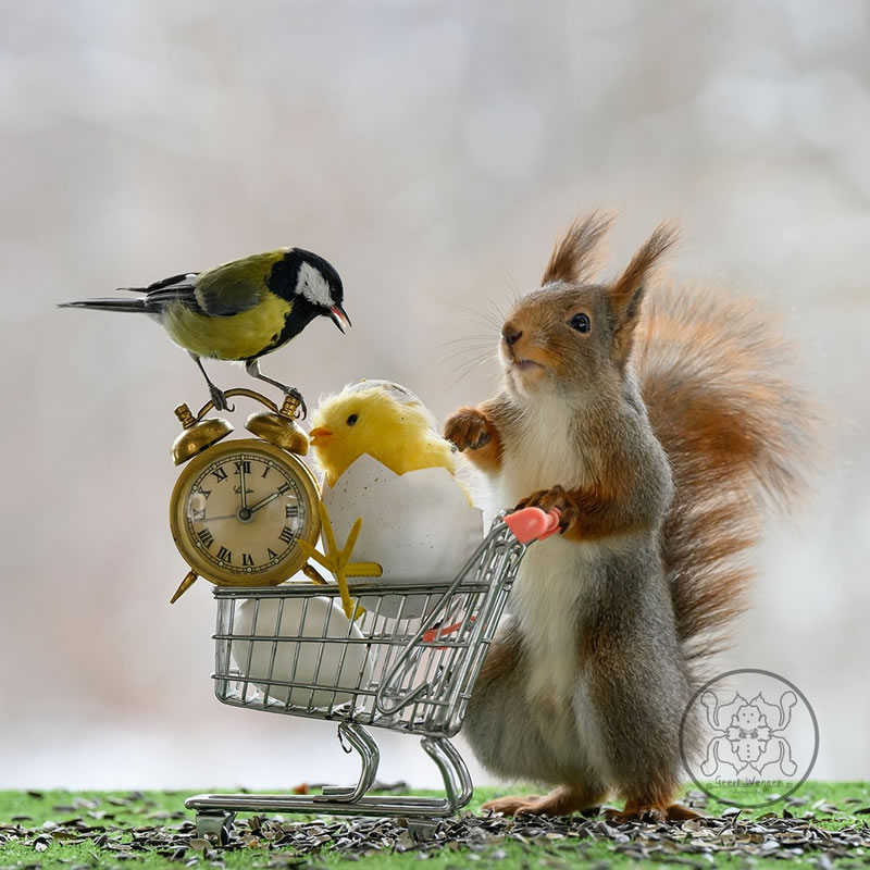 Adorable And Playful Squirrels In Action Captured By Geert Weggen