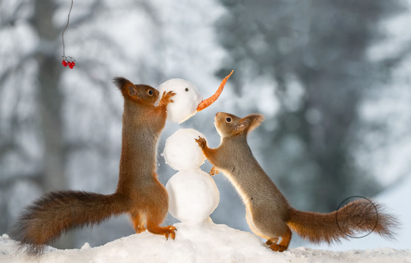 Adorable And Playful Squirrels In Action Captured By Geert Weggen