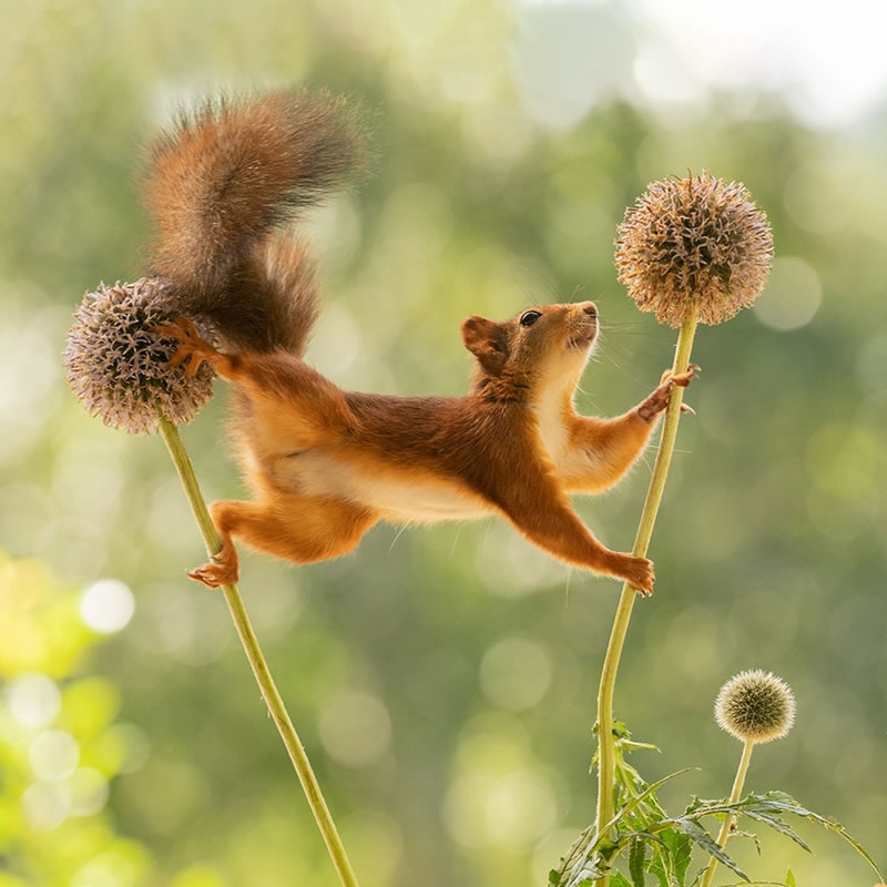 Adorable And Playful Squirrels In Action Captured By Geert Weggen