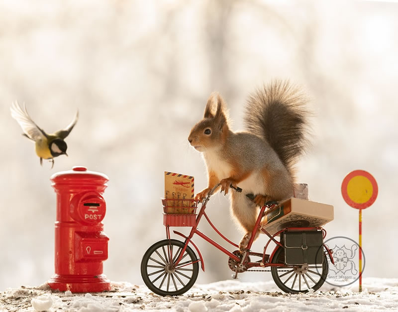 Adorable And Playful Squirrels In Action Captured By Geert Weggen