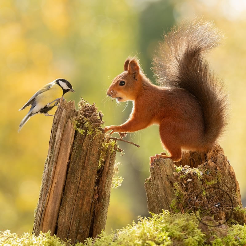 Adorable And Playful Squirrels In Action Captured By Geert Weggen