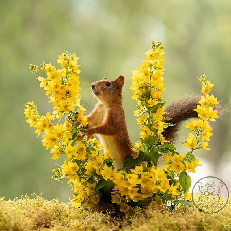 Adorable And Playful Squirrels In Action Captured By Geert Weggen