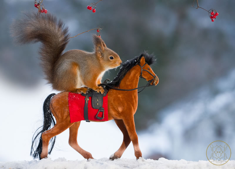 Adorable And Playful Squirrels In Action Captured By Geert Weggen