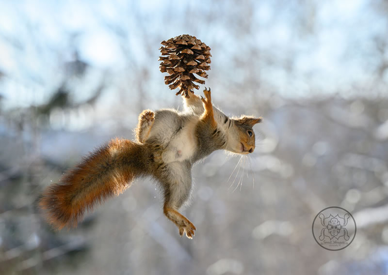 Adorable And Playful Squirrels In Action Captured By Geert Weggen