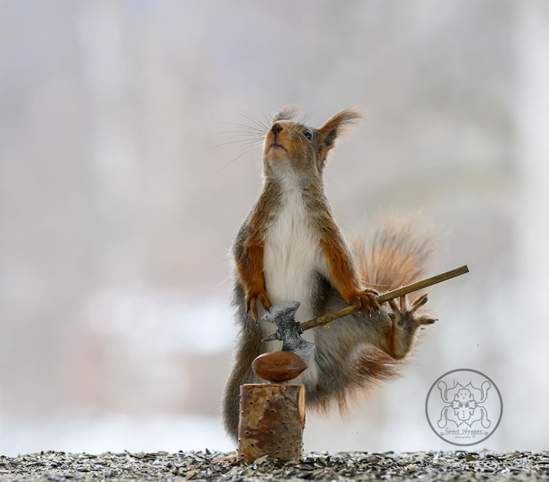 Adorable And Playful Squirrels In Action Captured By Geert Weggen