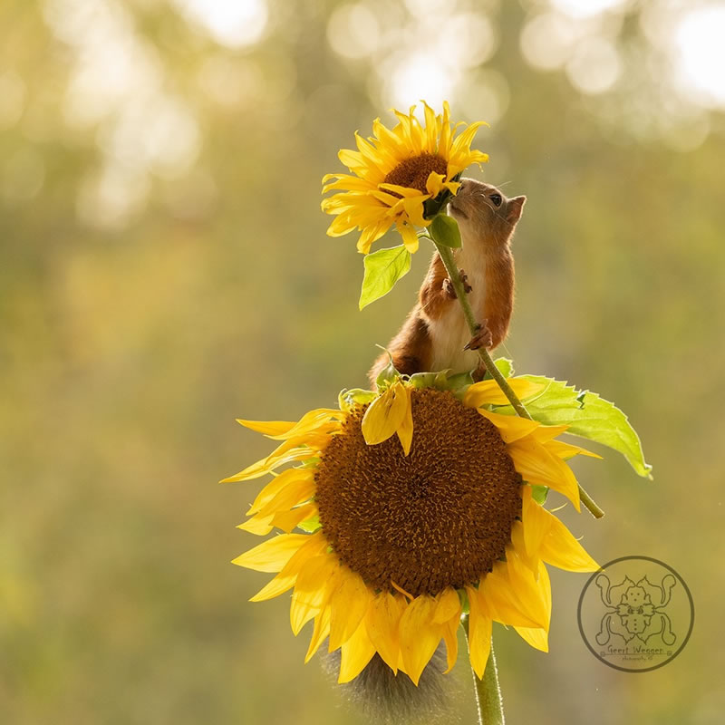 Adorable And Playful Squirrels In Action Captured By Geert Weggen