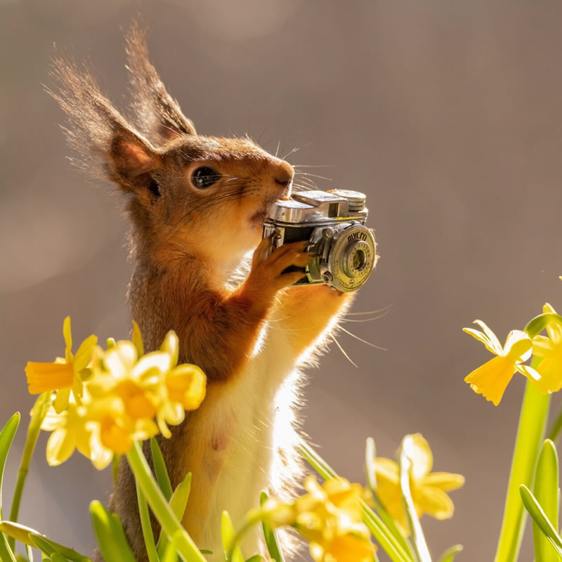 Adorable And Playful Squirrels In Action Captured By Geert Weggen