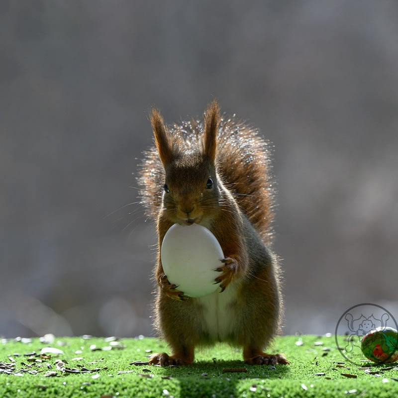 Adorable And Playful Squirrels In Action Captured By Geert Weggen