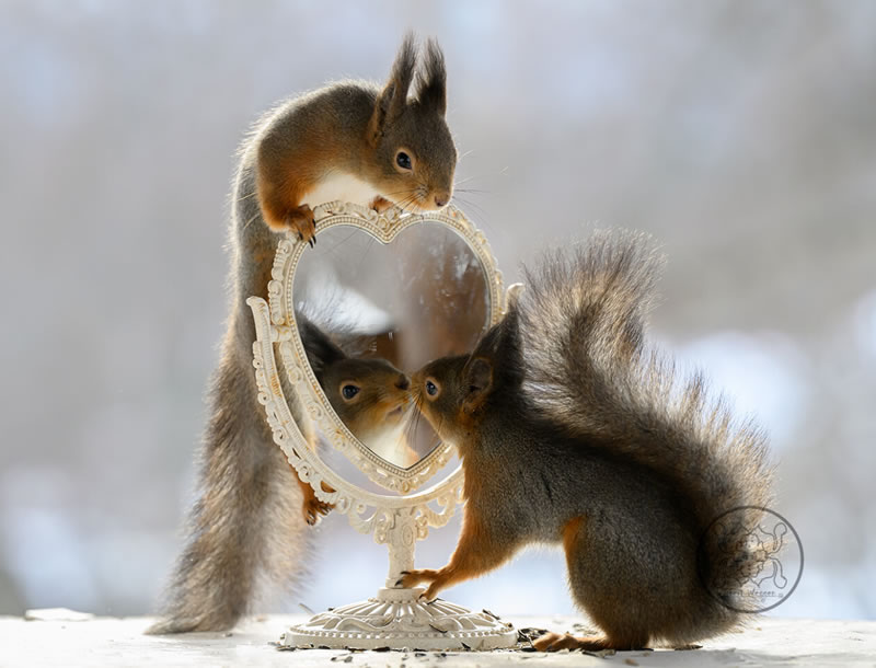 Adorable And Playful Squirrels In Action Captured By Geert Weggen