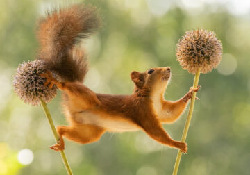 Adorable And Playful Squirrels In Action Captured By Geert Weggen