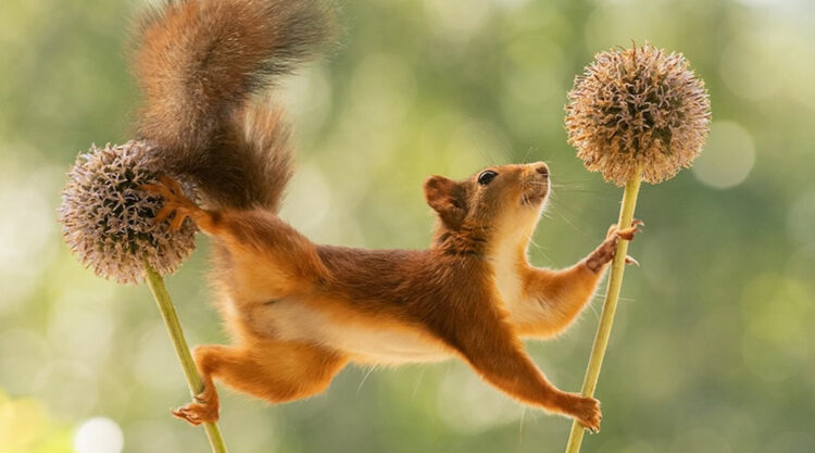 Adorable And Playful Squirrels In Action Captured By Geert Weggen