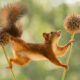 Adorable And Playful Squirrels In Action Captured By Geert Weggen