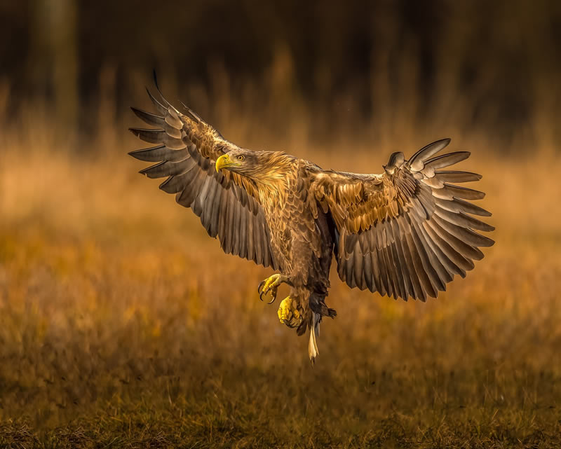 Wildlife reFocus Color Photography Awards 2024 Winners