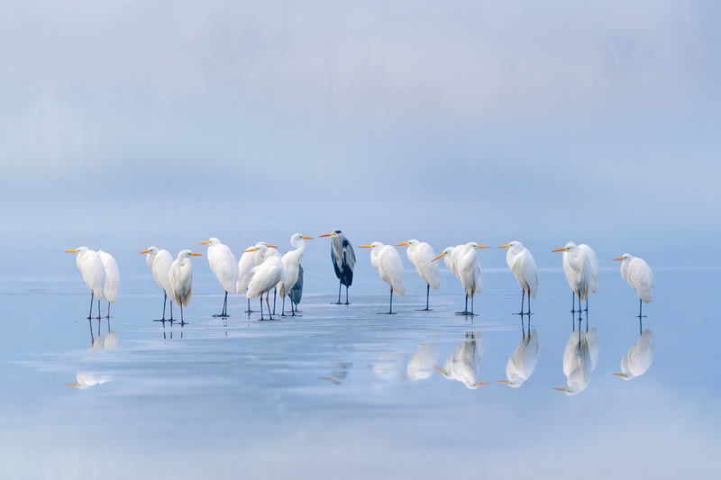 Wildlife reFocus Color Photography Awards 2024 Winners