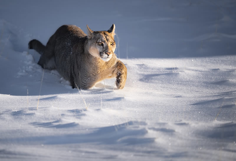 Wildlife reFocus Color Photography Awards 2024 Winners