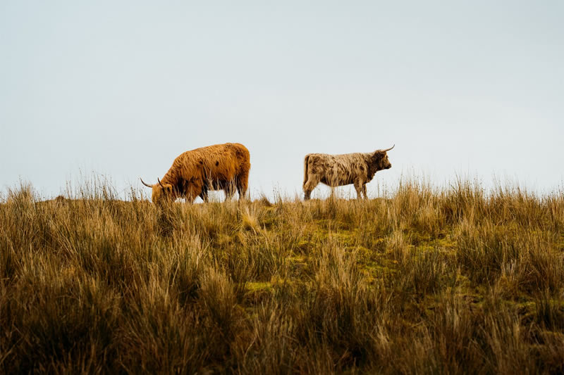 Wildlife reFocus Color Photography Awards 2024 Winners