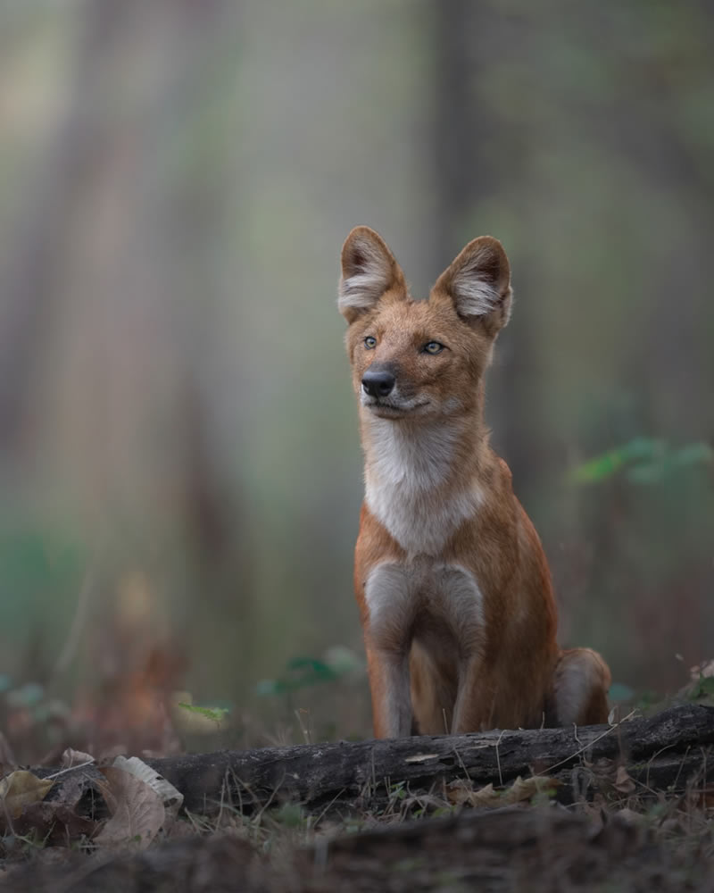 Wildlife reFocus Color Photography Awards 2024 Winners