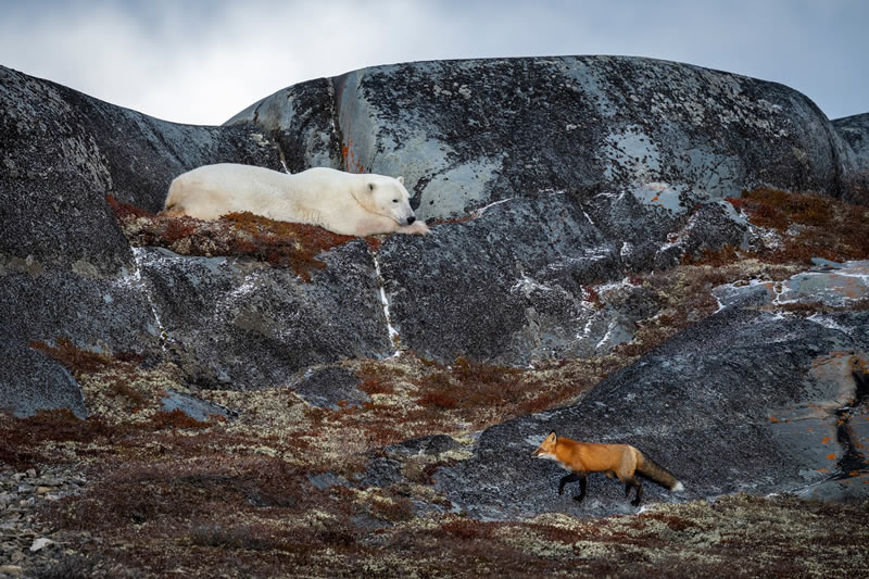 Wildlife reFocus Color Photography Awards 2024 Winners