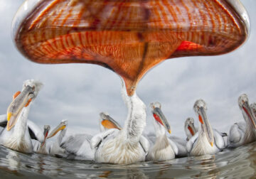 Wildlife reFocus Color Photography Awards 2024 Winners