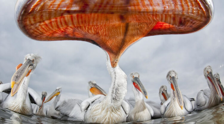 Wildlife reFocus Color Photography Awards 2024 Winners