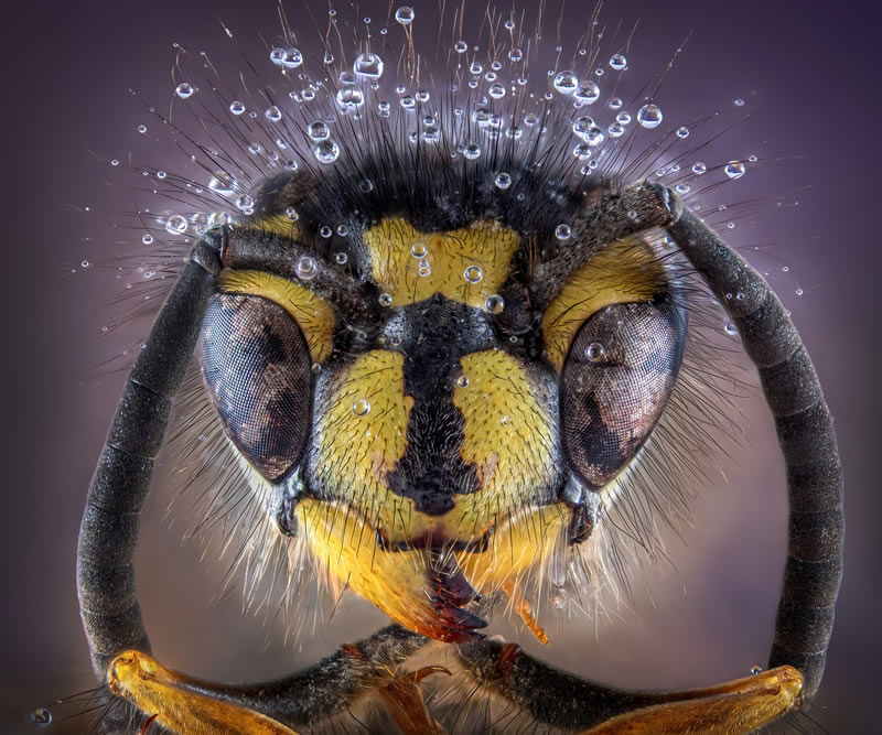 Award Winning Best Macro Photos Of 2024