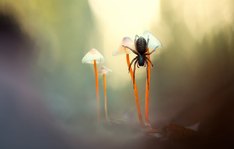 reFocus Color Photography Awards Nature Winners