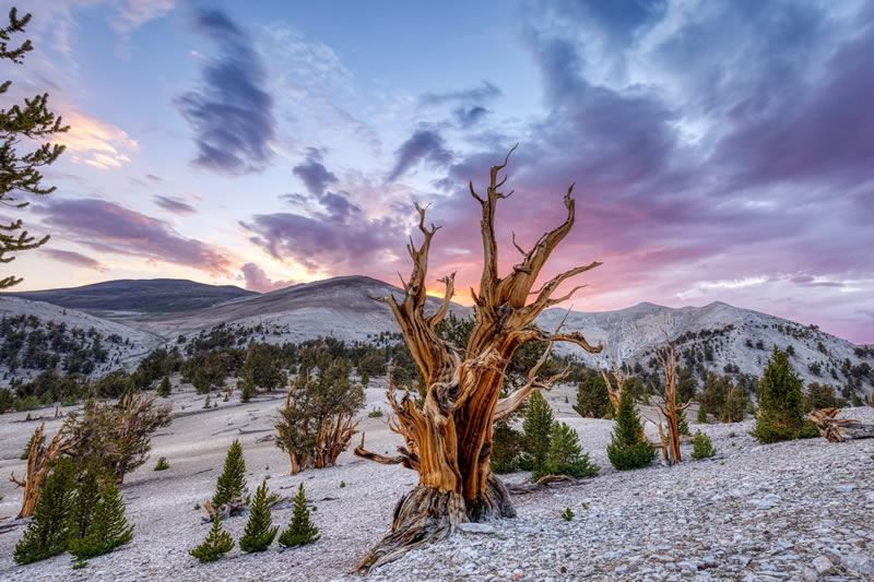 reFocus Color Photography Awards Nature Winners