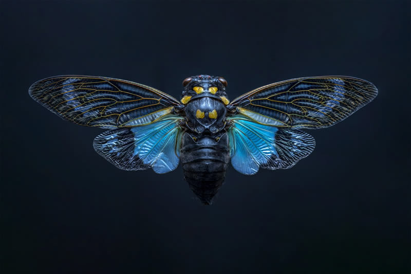 Award Winning Best Macro Photos Of 2024