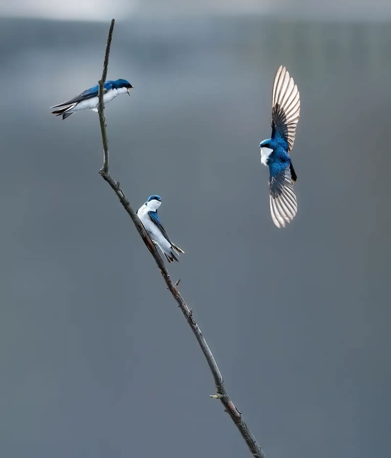 Nature Photography By Canadian Photographer Shane Kalyn