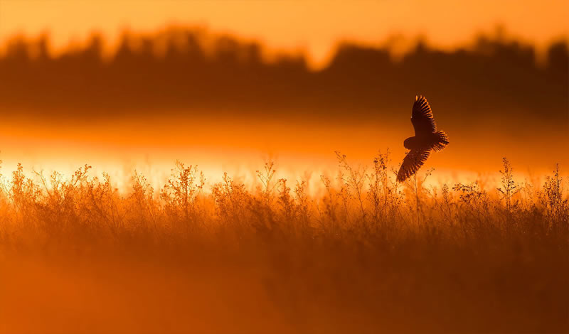 Nature Photography By Canadian Photographer Shane Kalyn