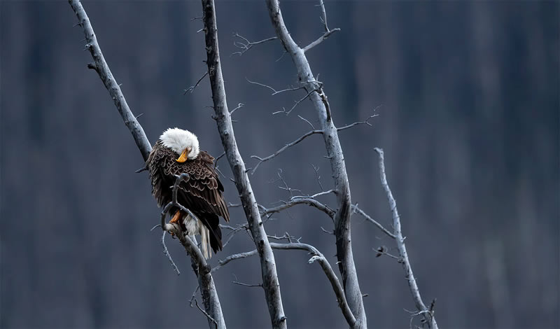 Nature Photography By Canadian Photographer Shane Kalyn