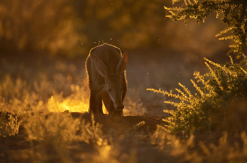 South African Photographer Of The Year 2023 Winners