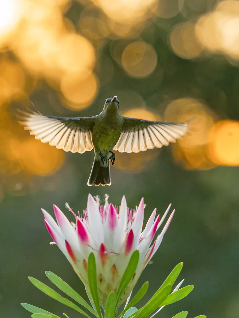 South African Photographer Of The Year 2023 Winners