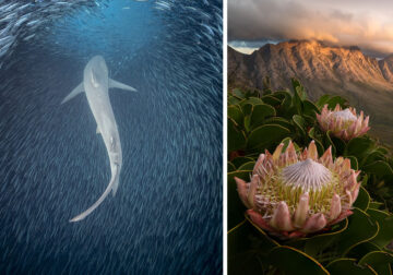 South African Photographer Of The Year 2023 Winners