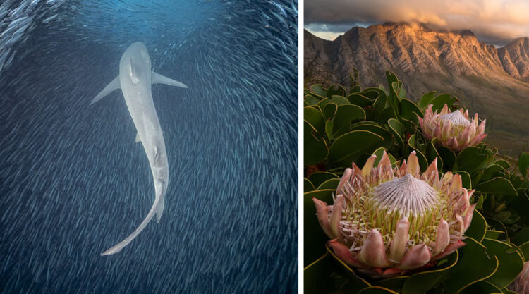 South African Photographer Of The Year 2023 Winners