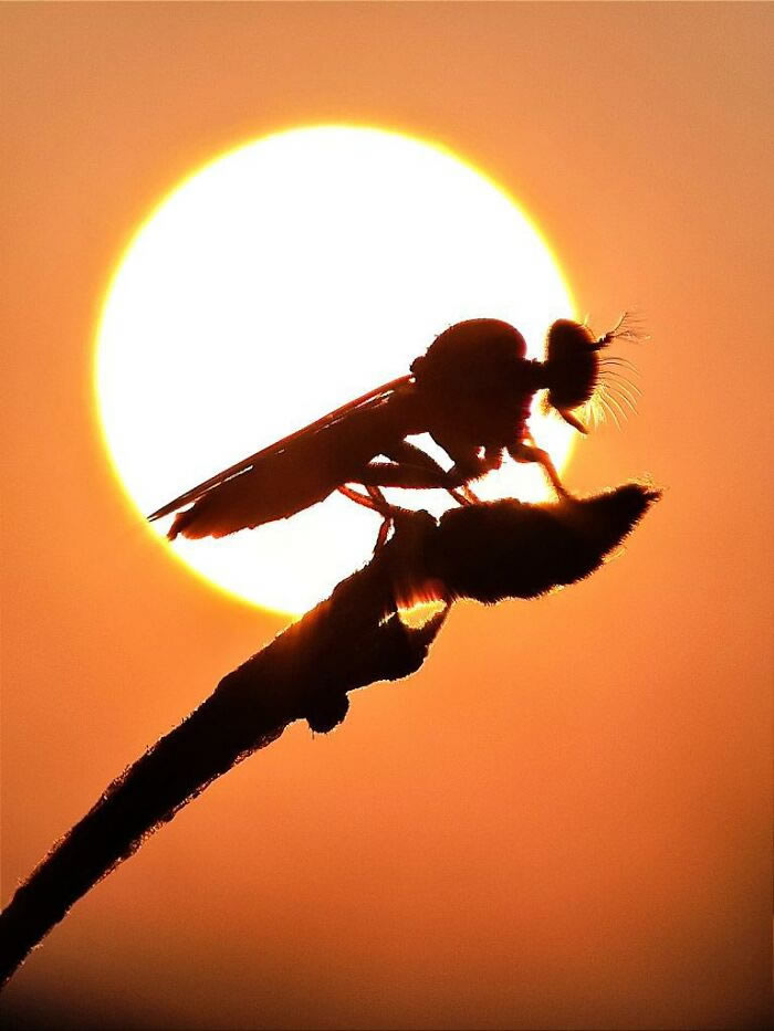 Silhouettes And Stories During Sunset By Aaditya Shrirang Bhat