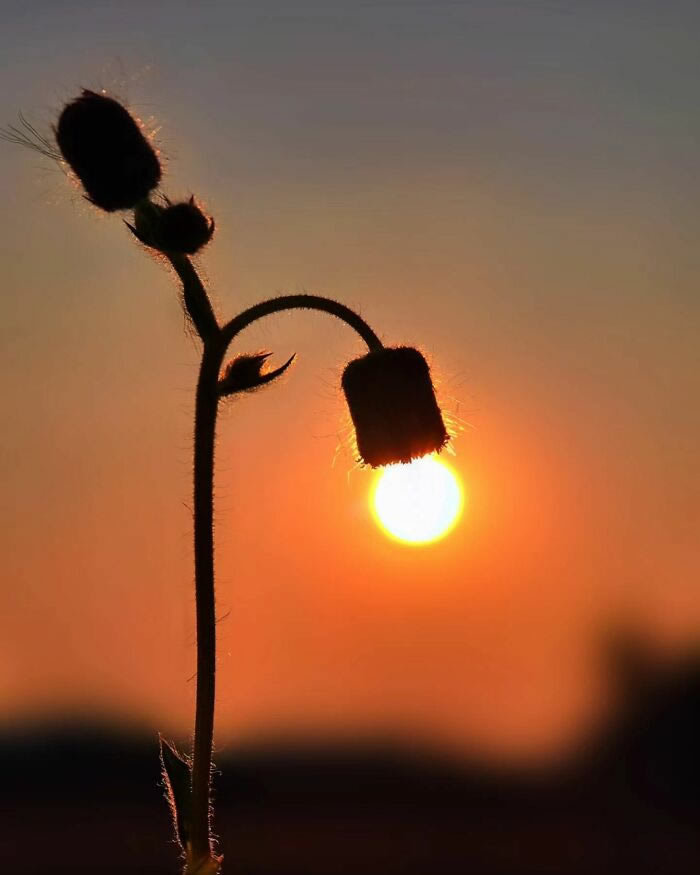 Silhouettes And Stories During Sunset By Aaditya Shrirang Bhat