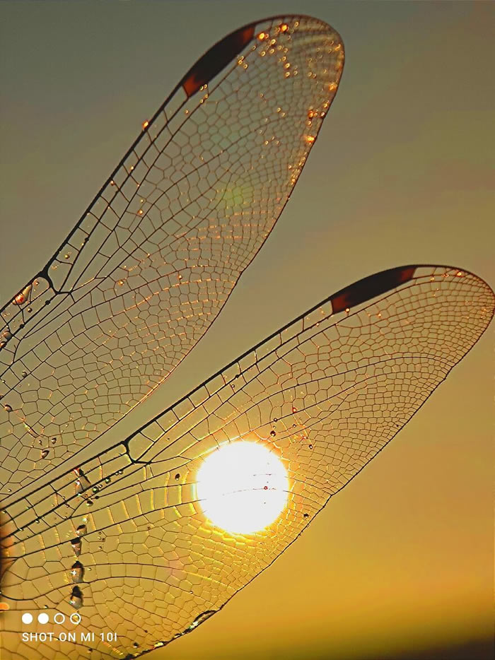 Silhouettes And Stories During Sunset By Aaditya Shrirang Bhat