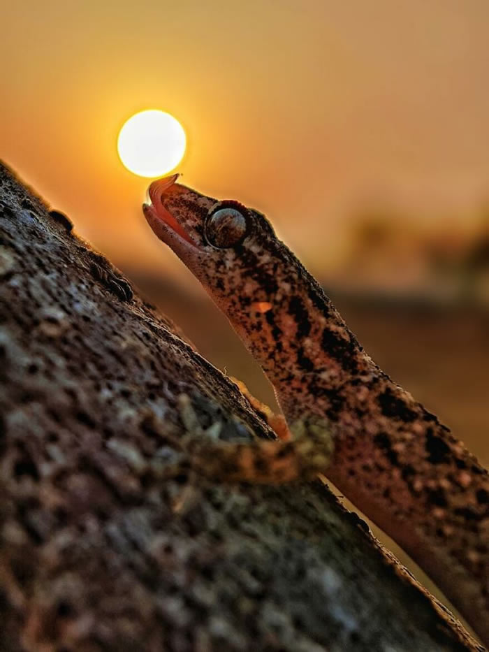 Silhouettes And Stories During Sunset By Aaditya Shrirang Bhat