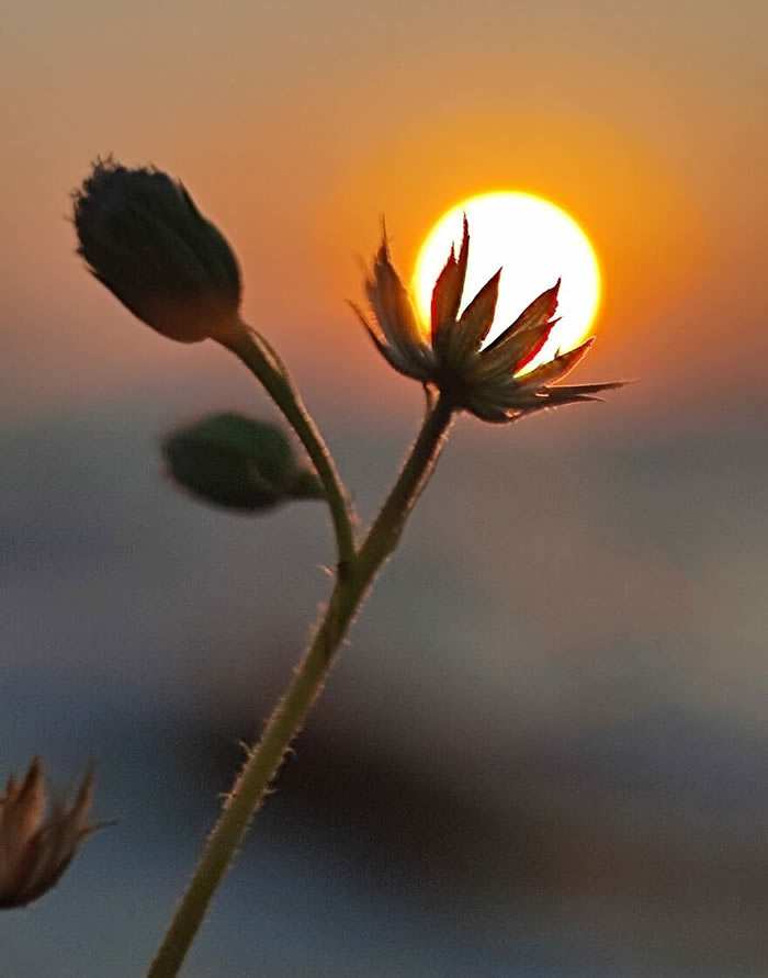 Silhouettes And Stories During Sunset By Aaditya Shrirang Bhat