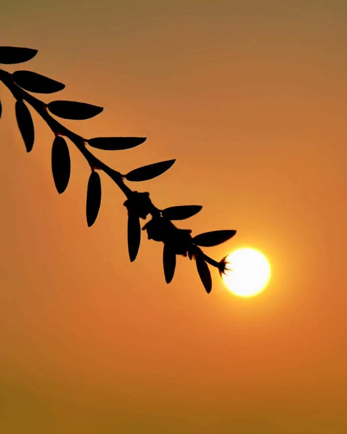 Silhouettes And Stories During Sunset By Aaditya Shrirang Bhat