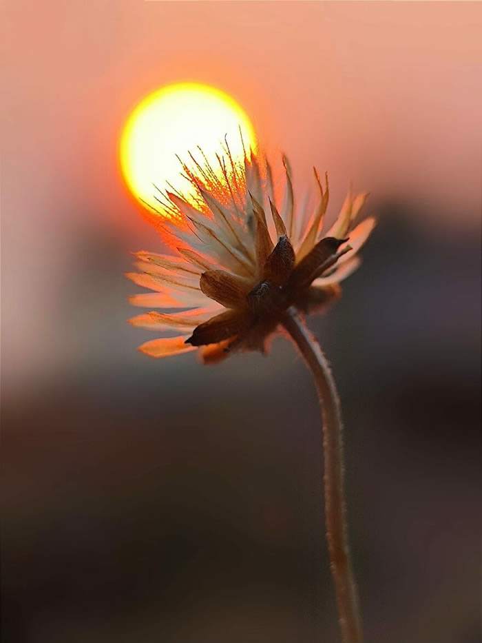 Silhouettes And Stories During Sunset By Aaditya Shrirang Bhat