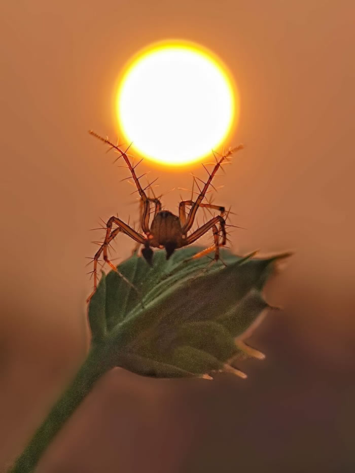 Silhouettes And Stories During Sunset By Aaditya Shrirang Bhat